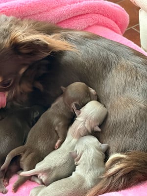 Les chiots de Chihuahua