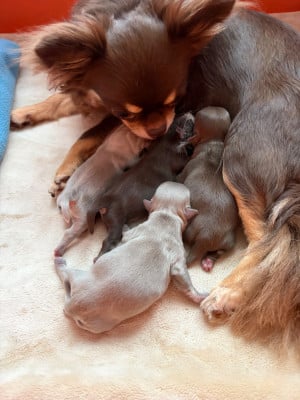 Les chiots de Chihuahua