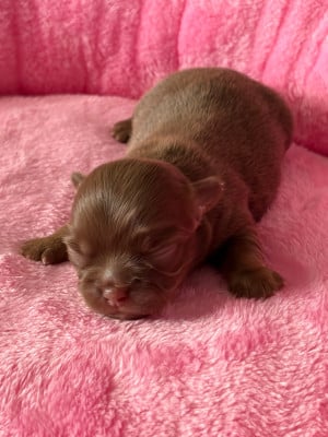 Les chiots de Chihuahua