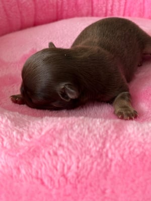 Les chiots de Chihuahua