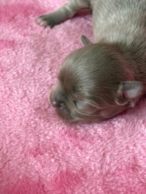 Les chiots de Chihuahua