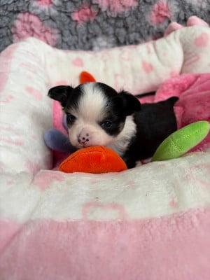 Les chiots de Chihuahua