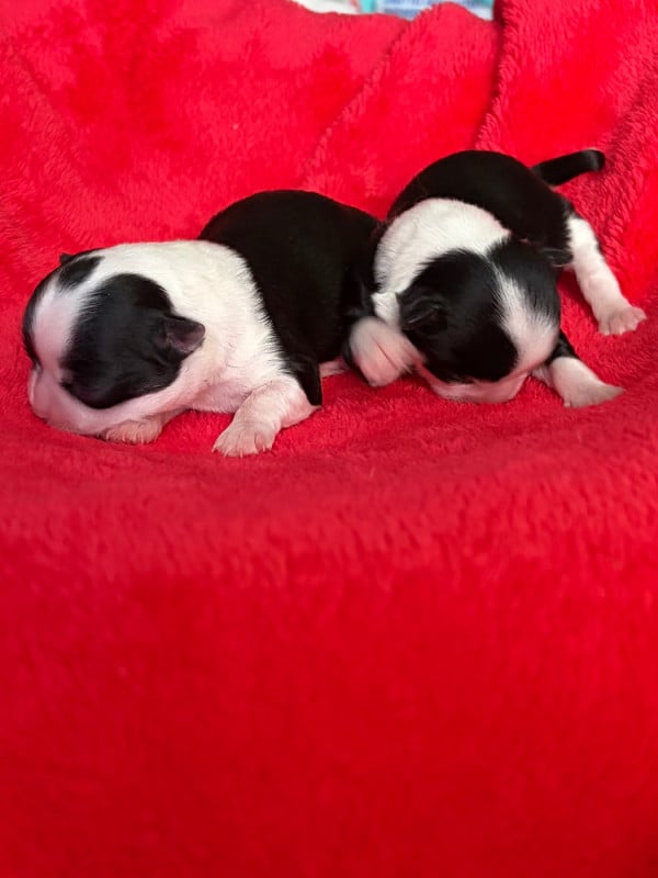 Chihuahua - Des Petits Jedi