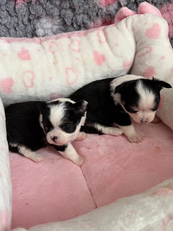 Chihuahua - Des Petits Jedi