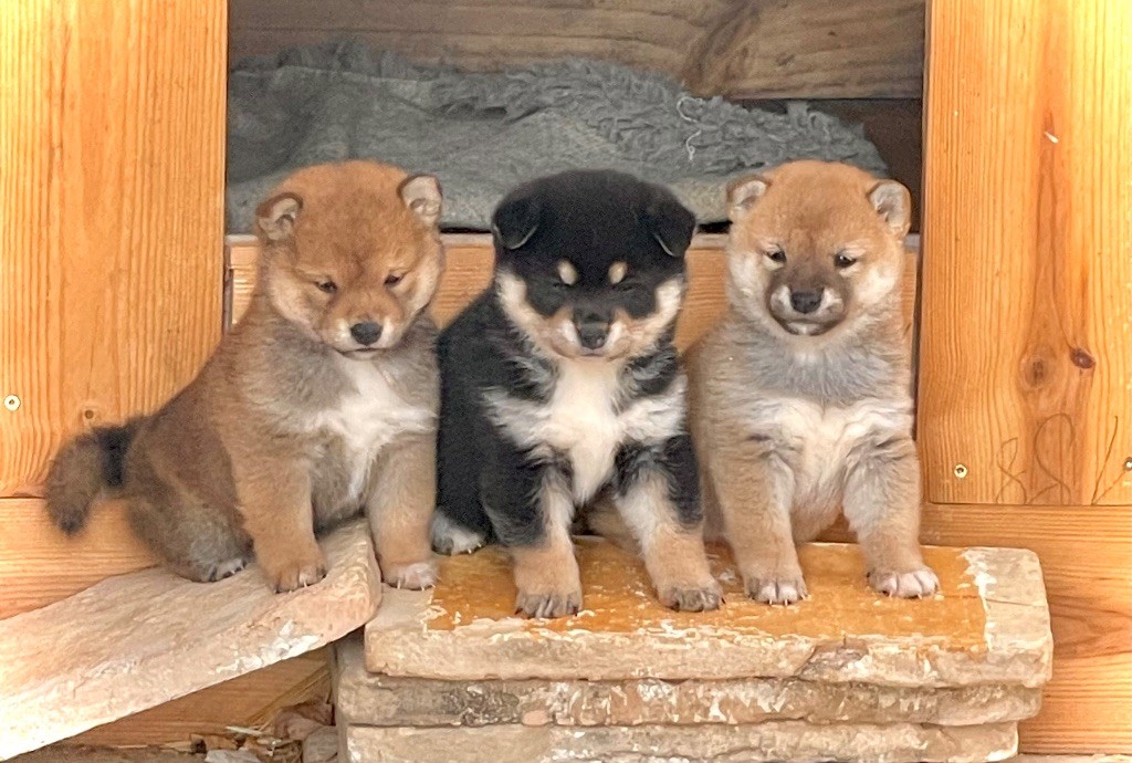 Shiba - Born in Aulero