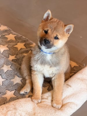 Les chiots de Shiba