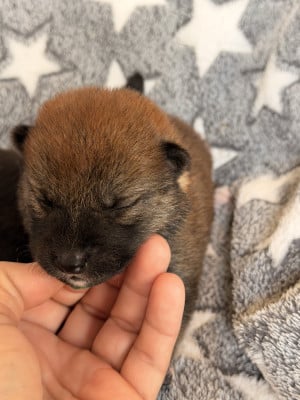 Les chiots de Shiba