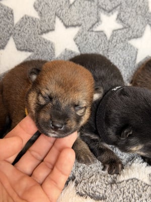 Les chiots de Shiba