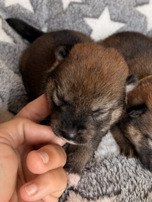 Les chiots de Shiba