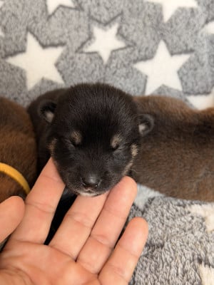 Les chiots de Shiba