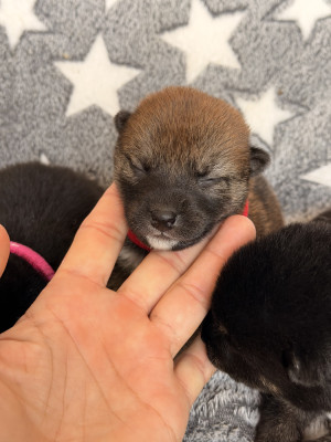Les chiots de Shiba