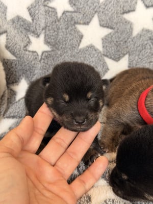Les chiots de Shiba