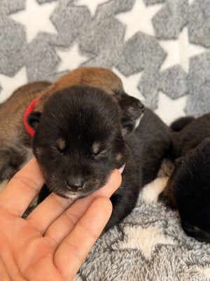 Les chiots de Shiba
