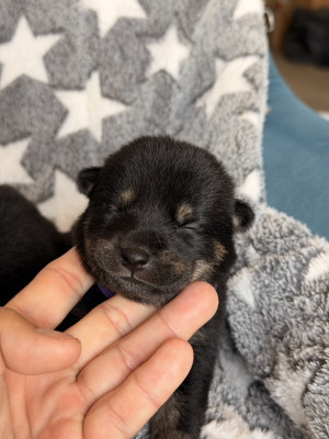 Les chiots de Shiba