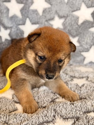 Les chiots de Shiba