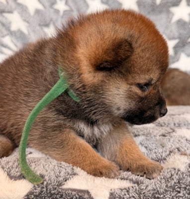 Les chiots de Shiba