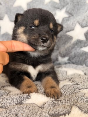 Les chiots de Shiba