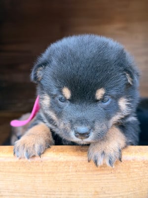 Les chiots de Shiba