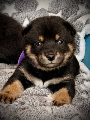 Les chiots de Shiba
