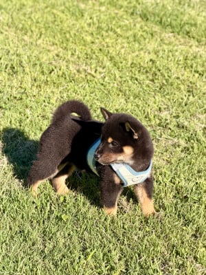 Les chiots de Shiba