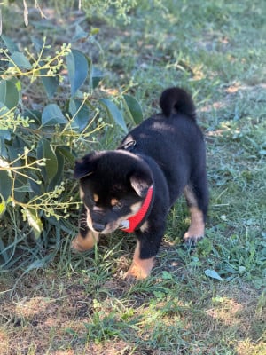 Les chiots de Shiba