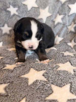 Les chiots de Berger Américain Miniature 