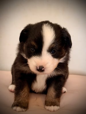 Les chiots de Berger Américain Miniature 