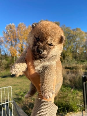 Les chiots de Shiba