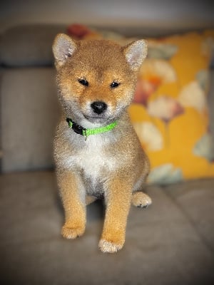 Les chiots de Shiba