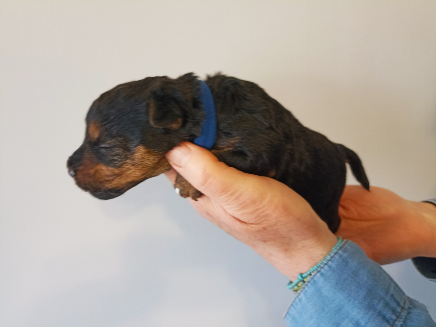 Chiot N°1 - Welsh Terrier