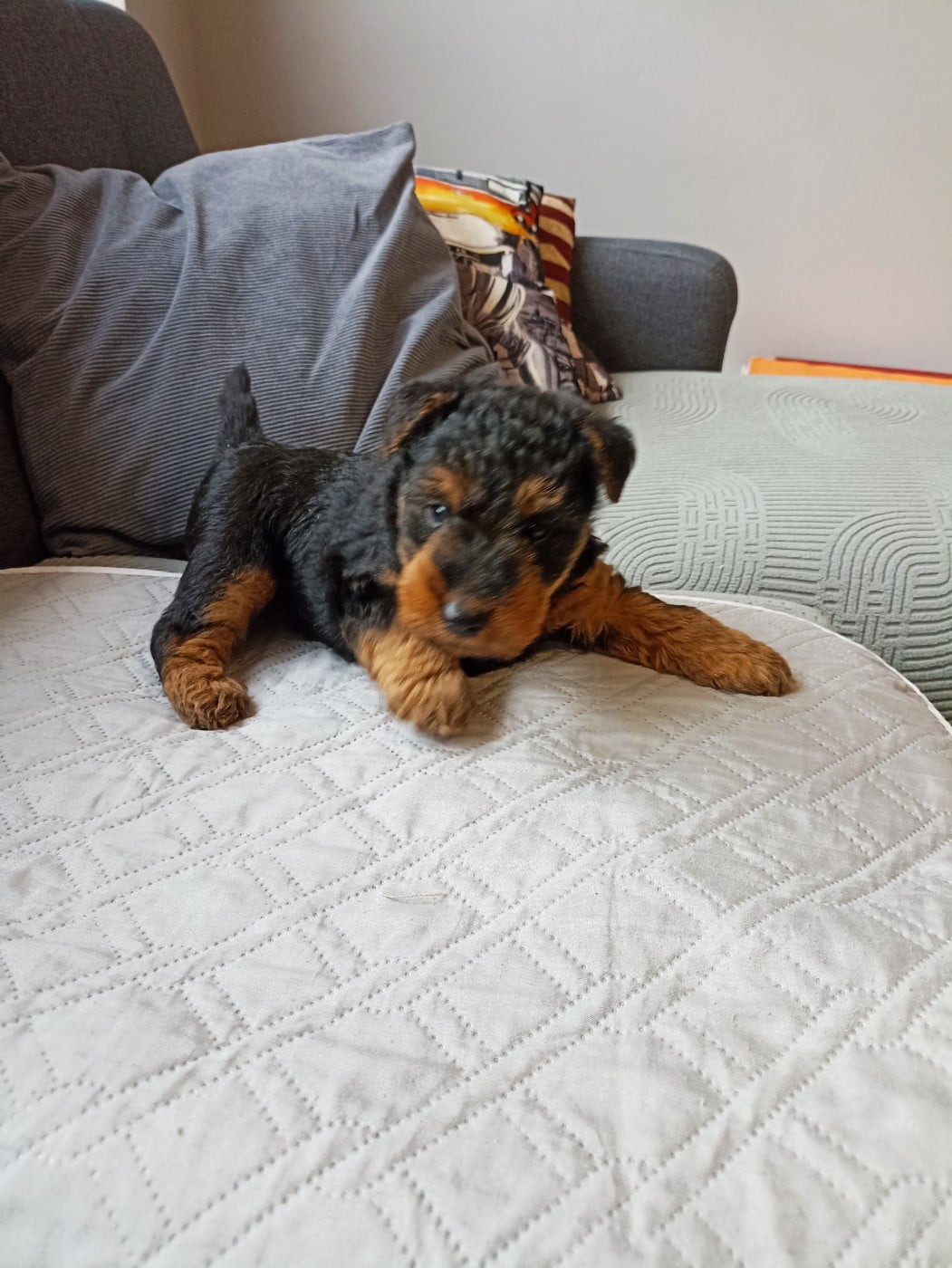 Chiot N°2 - Welsh Terrier