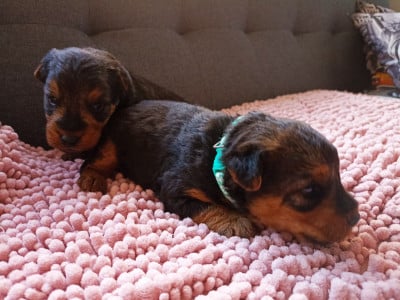 Les chiots de Welsh Terrier