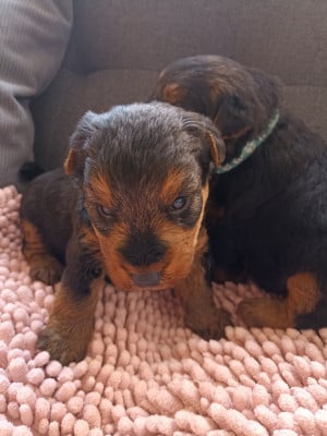 Les chiots de Welsh Terrier