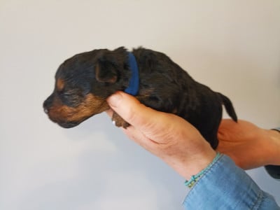 Les chiots de Welsh Terrier