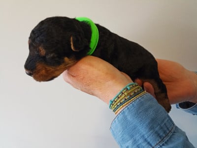 Les chiots de Welsh Terrier