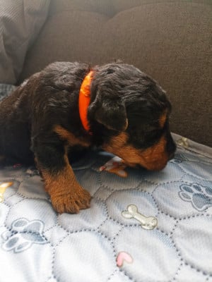 Les chiots de Welsh Terrier