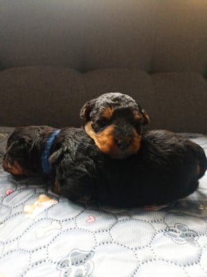 Les chiots de Welsh Terrier