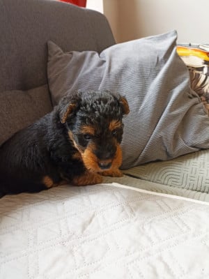 Les chiots de Welsh Terrier
