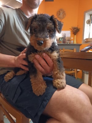 Les chiots de Welsh Terrier
