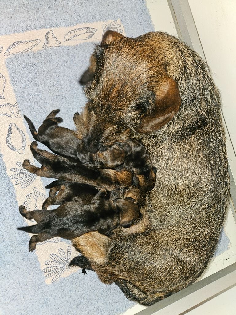 Teckel poil dur - Du Domaine De Val'bonnieure