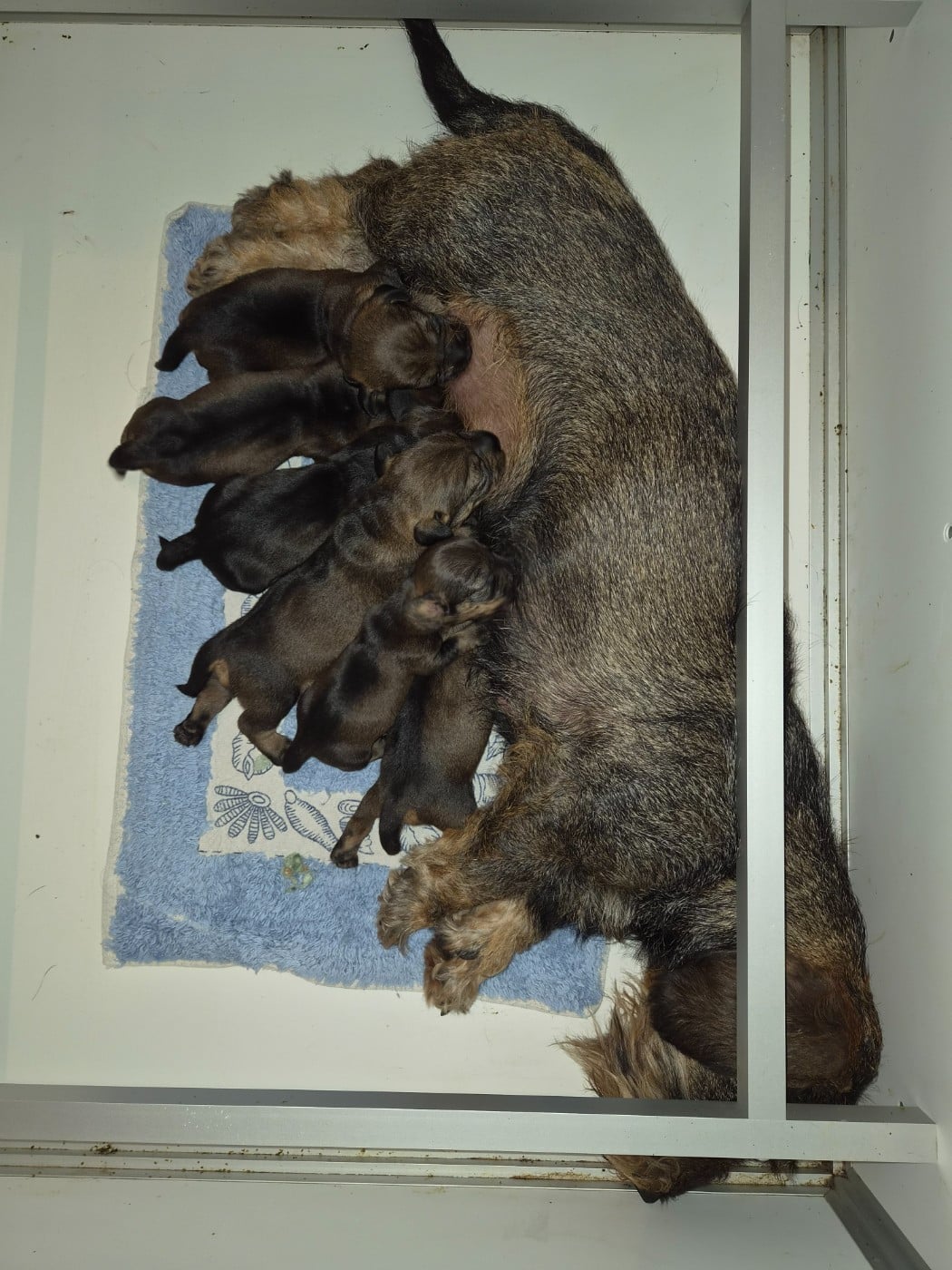 Chiot N°4 - Teckel poil dur