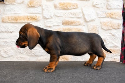 Les chiots de Teckel poil dur