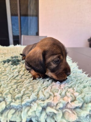 Les chiots de Teckel poil dur