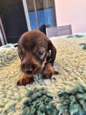 Les chiots de Teckel poil dur