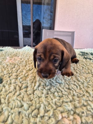 Les chiots de Teckel poil dur