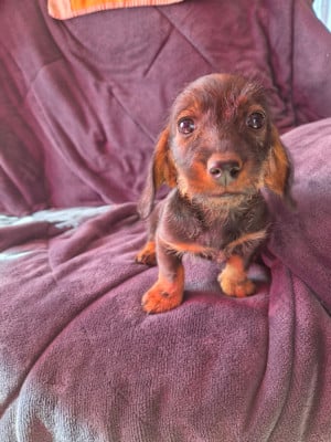Les chiots de Teckel poil dur