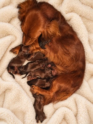 Les chiots de Teckel