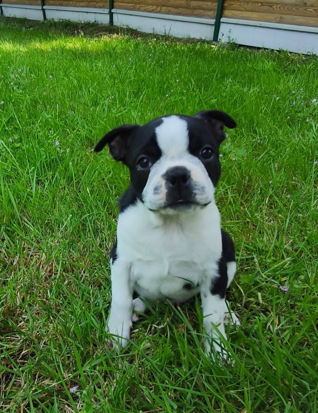 Chiot N°1