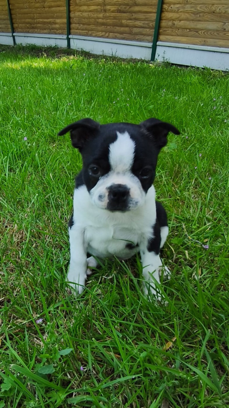 Chiot N°1