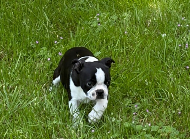Chiot N°1